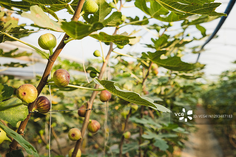温室里的无花果树图片素材