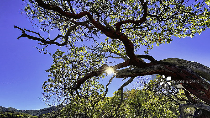 加利福尼亚州曼扎尼塔树，尖峰国家公园，阳光之星，低角度图片素材