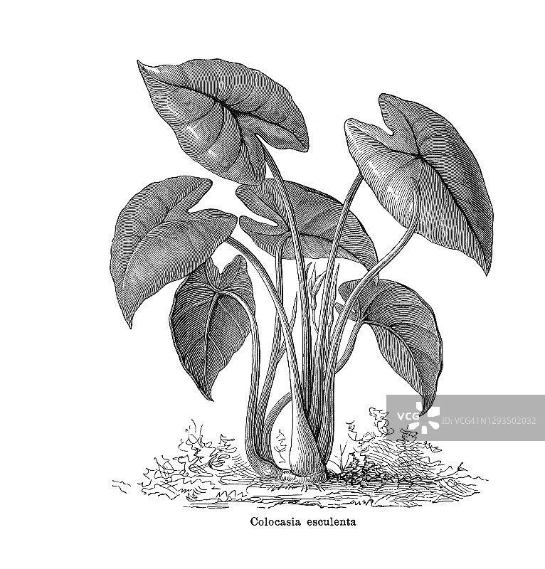 老式植物学雕刻插图：芋图片素材