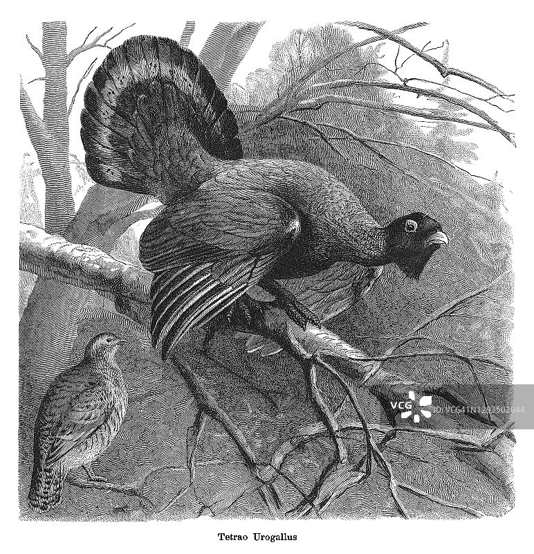 西方松鸡古老雕刻插图图片素材