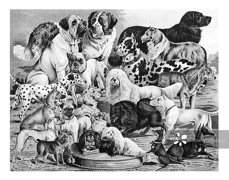 犬种古老雕刻插图图片素材