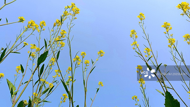 芥菜地和鲜花图片素材