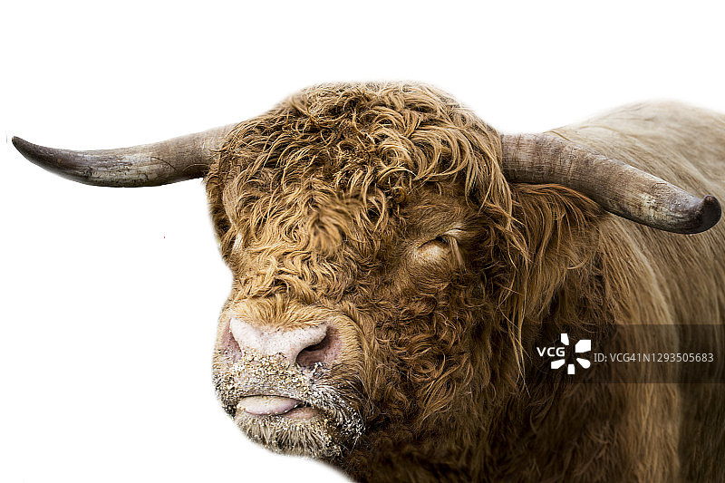 白色背景下的高地牛，闭着眼睛吐舌头图片素材