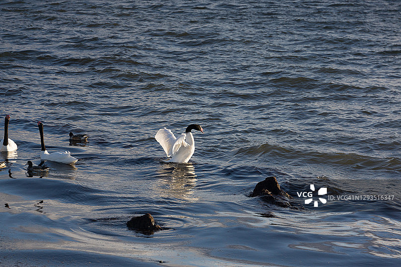 在智利纳塔莱斯港游泳的黑颈天鹅和鸭子图片素材