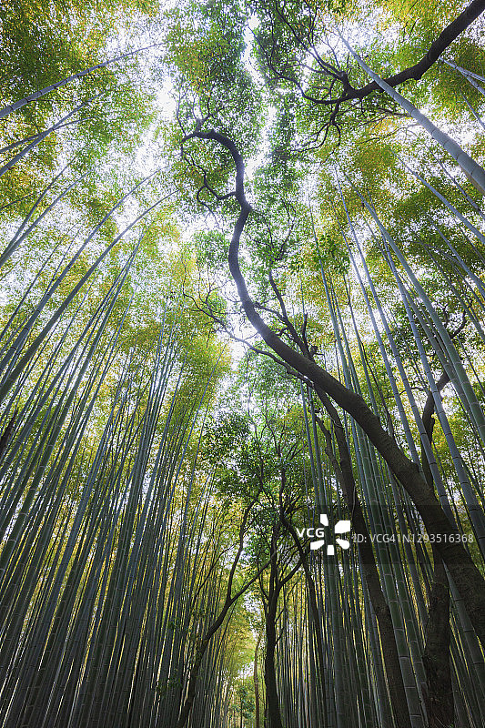 仰望岚山竹林图片素材