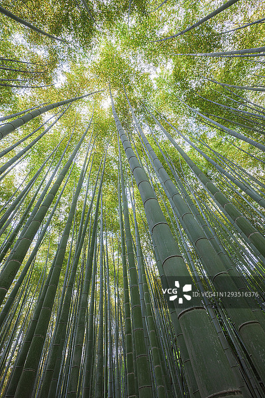 仰望岚山竹林图片素材