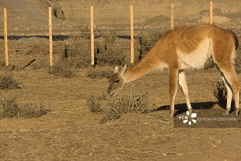 在托雷德尔潘恩国家公园吃草的原驼图片素材