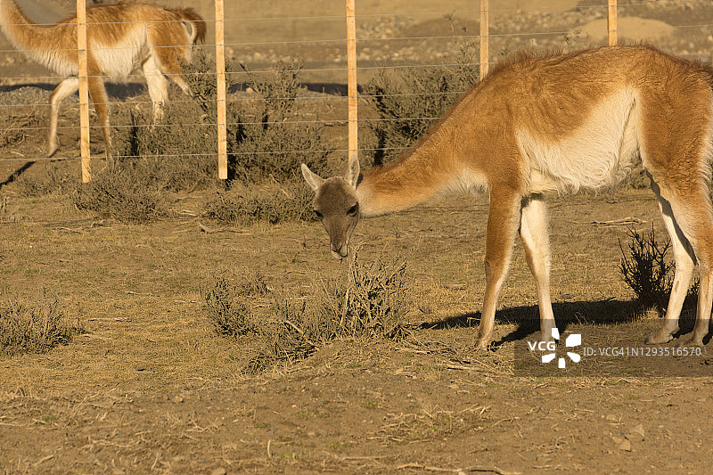 在托雷德尔潘恩国家公园吃草的原驼图片素材