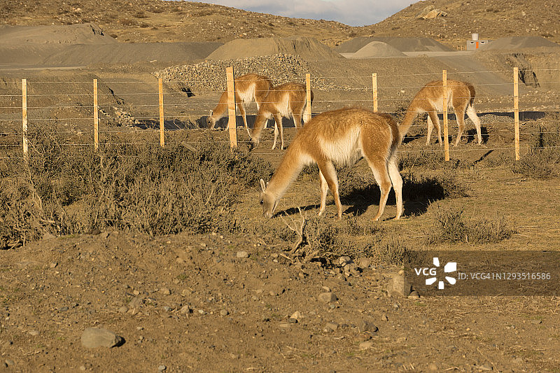 托雷德尔帕伊内国家公园吃草的原驼图片素材