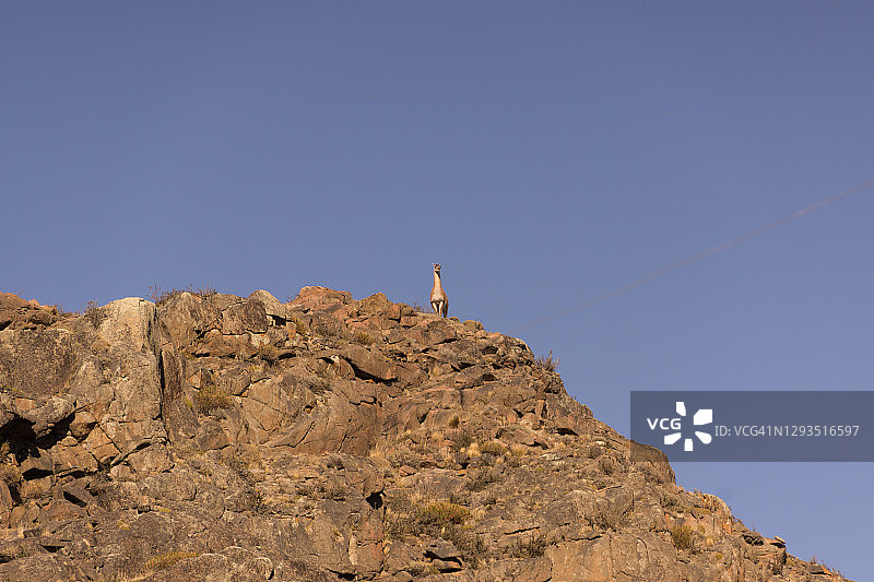 智利巴塔哥尼亚山上的原驼图片素材