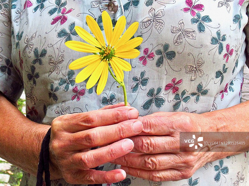 老人手中的黄色花朵特写图片素材