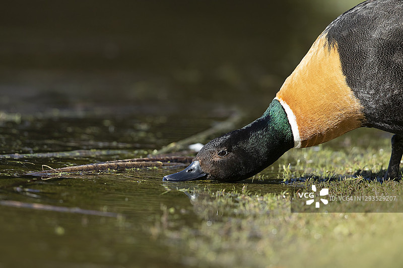翘鼻麻鸭图片素材