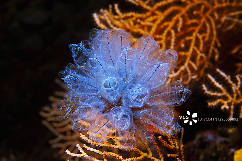 海洋生物：樽海鞘和橙色柳珊瑚，水肺潜水员视角图片素材