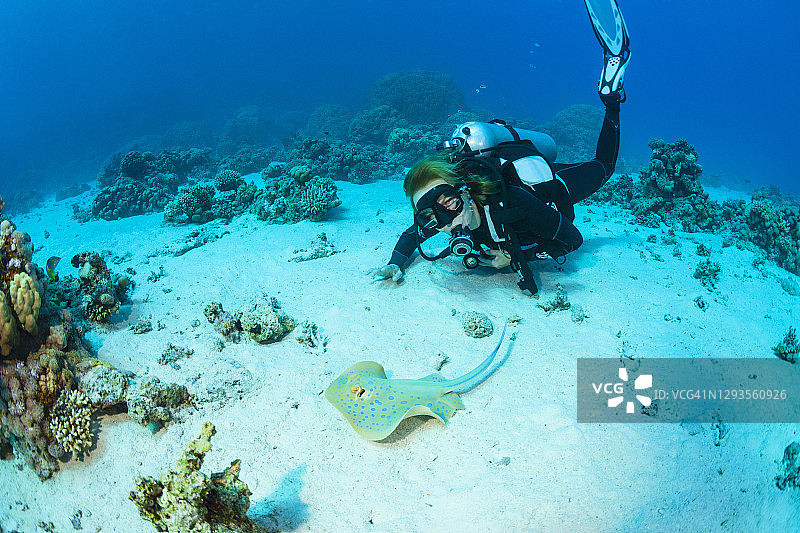 蓝点黄貂鱼、水下海洋生物、珊瑚礁、水下照片图片素材