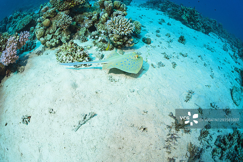 蓝点魟鱼水下珊瑚礁生态摄影图片素材