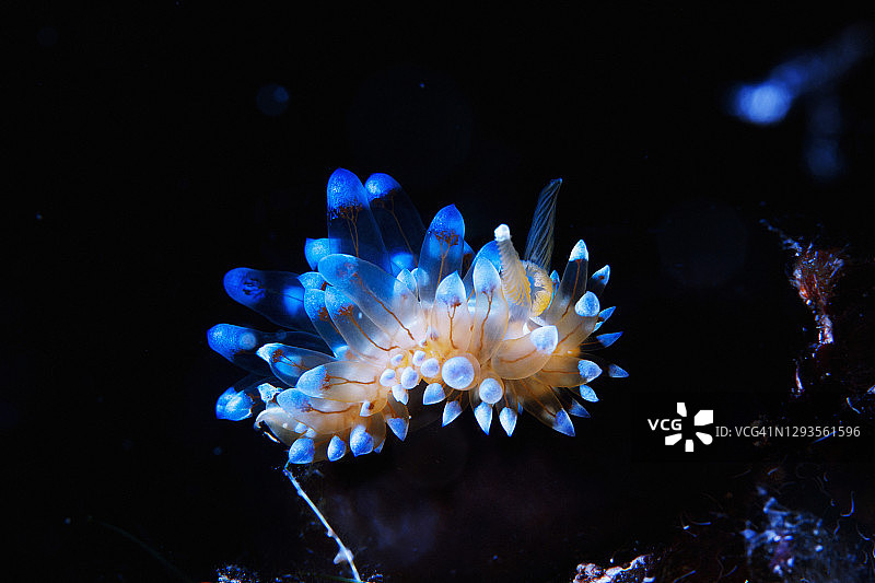 海底生物海蛞蝓水下美景潜水员视角图片素材