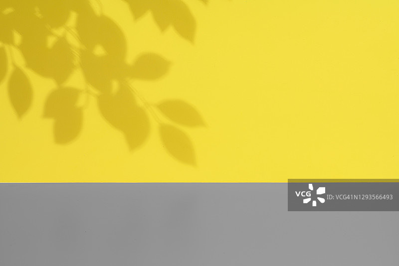黄色墙壁背景上的榆树叶阴影图片素材