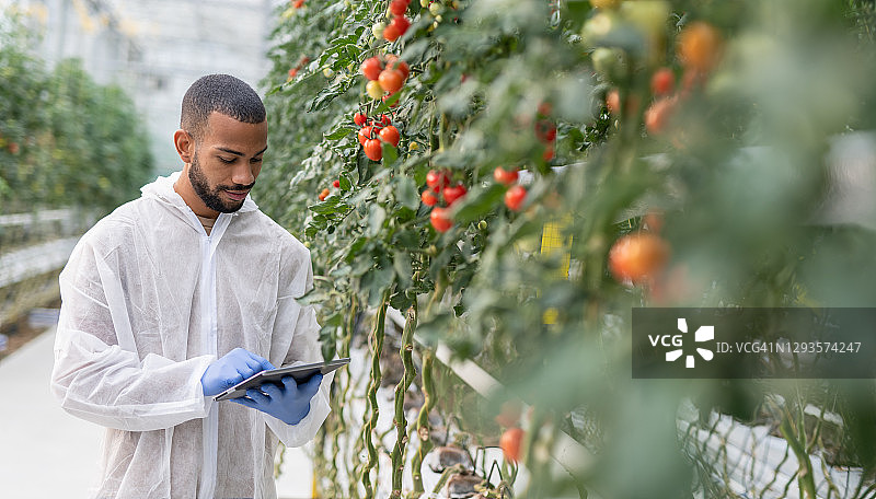 科学家在水培番茄农场做笔记图片素材