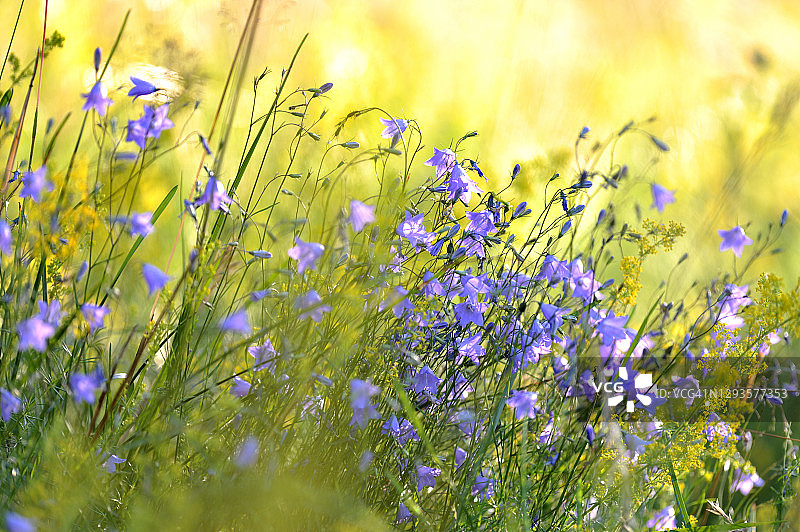 风铃草图片素材
