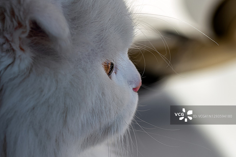 从窗户向外看的长毛苏格兰折耳猫图片素材