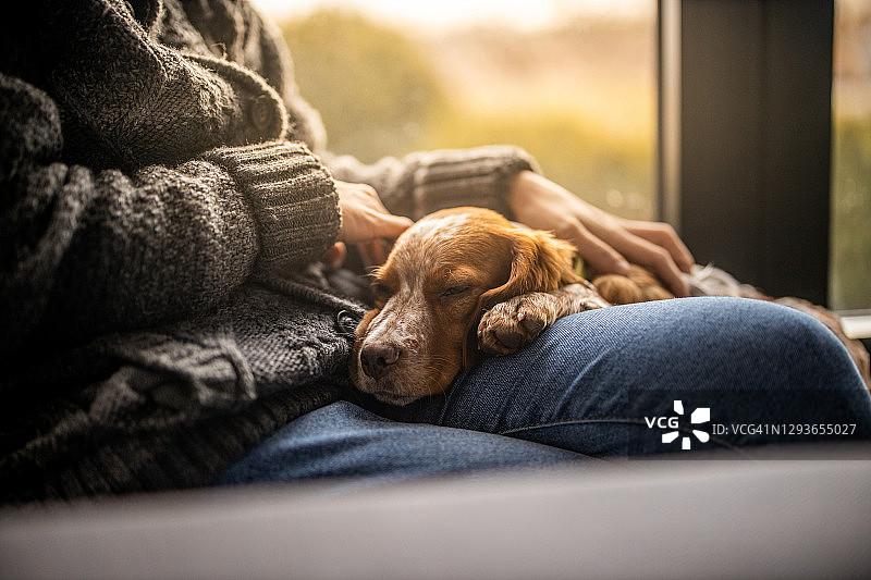 客厅里躺在女人腿上睡觉的狗特写图片素材