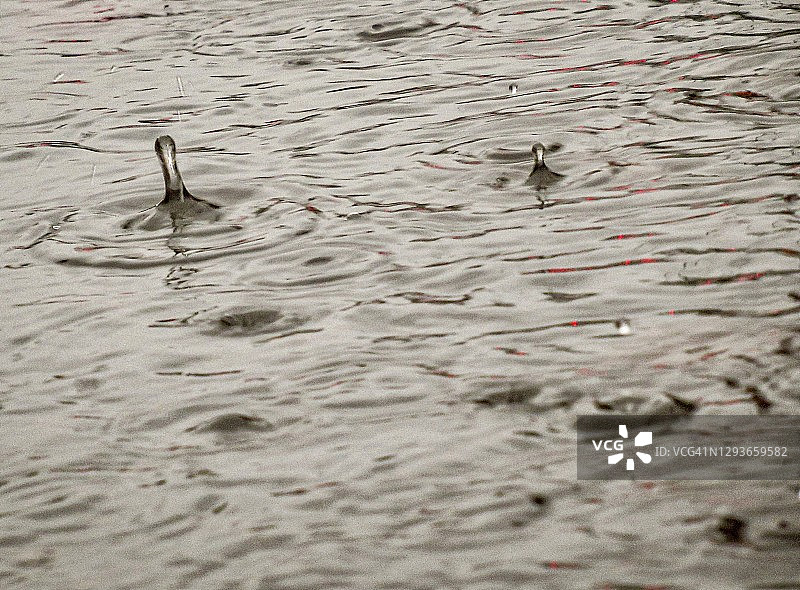 暴雨期间的大水坑特写图片素材