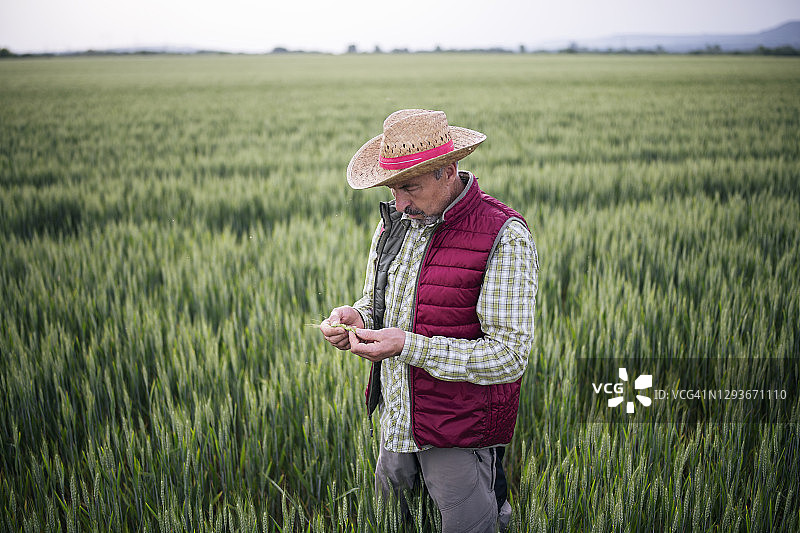农场主在田间检查农作物图片素材