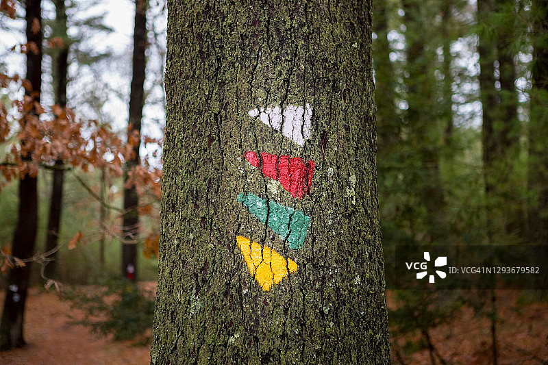 森林中树上的小径标志图片素材