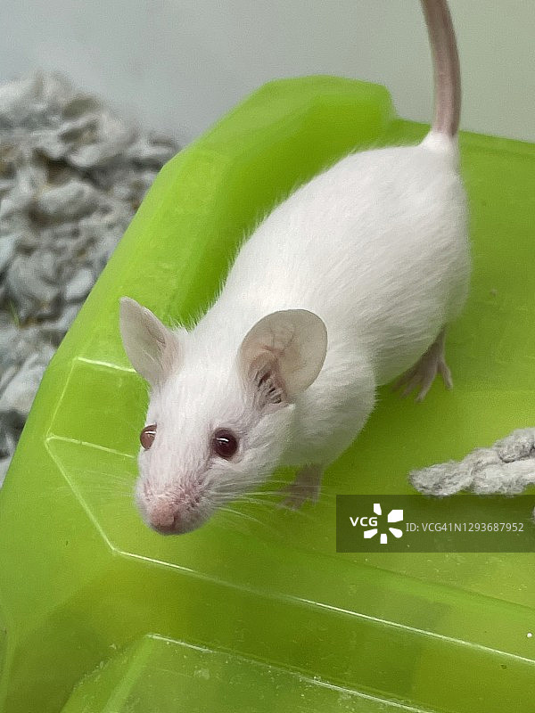 宠物鼠图片素材