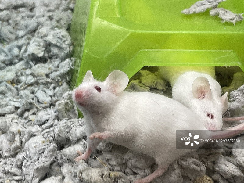 儿童笼子里的宠物小鼠（小家鼠）图片素材