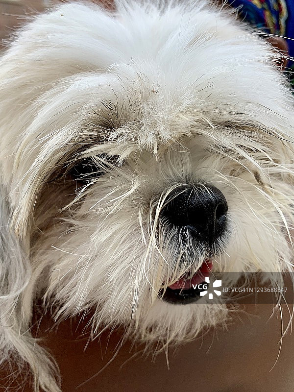 小狗脸部特写图片素材