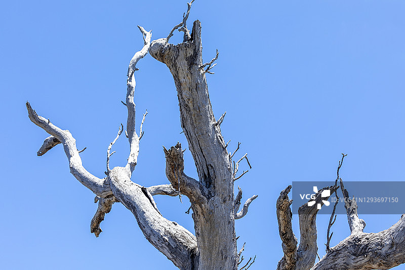澳大利亚蓝天下美丽干燥的树枝图片素材