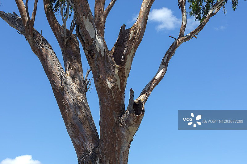 澳大利亚蓝天下美丽干燥的树枝图片素材