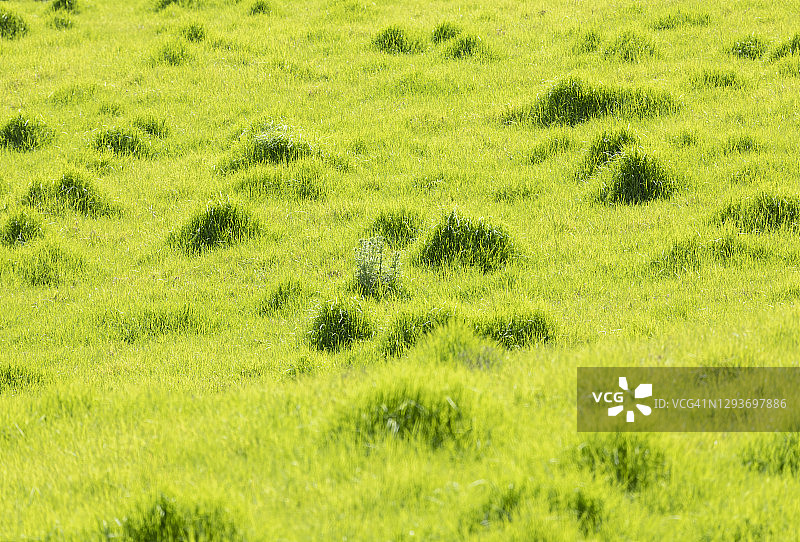茂盛的绿草和图案图片素材