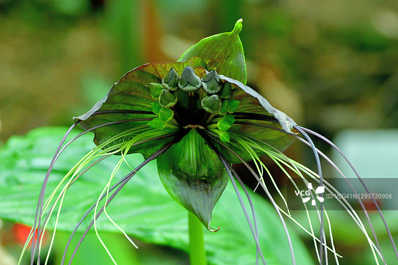 黑蝙蝠花图片素材