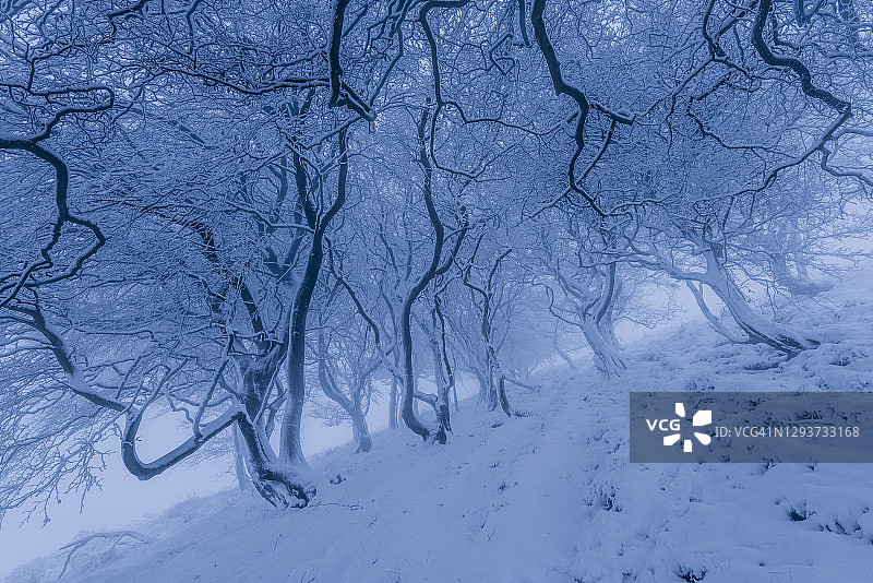 英国峰区林地的厚重积雪图片素材