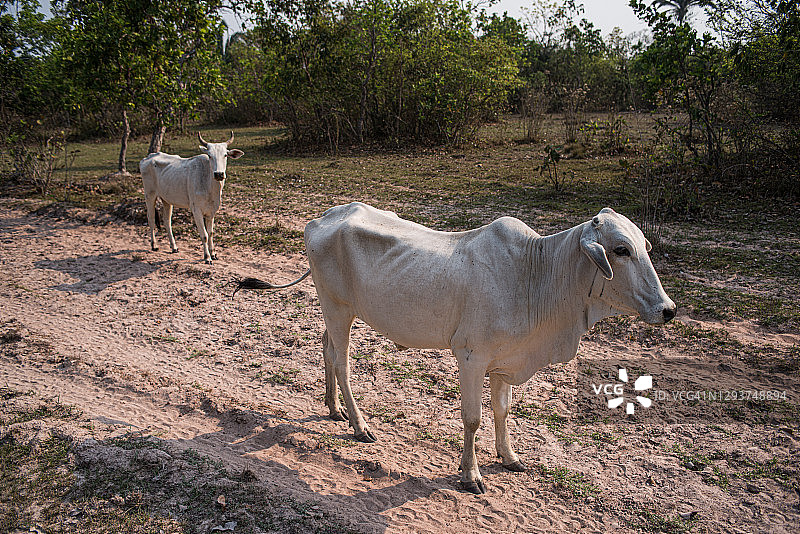 内洛尔精壮牛群图片素材