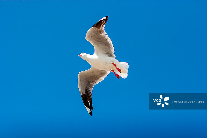 海鸥的活动瞬间图片素材