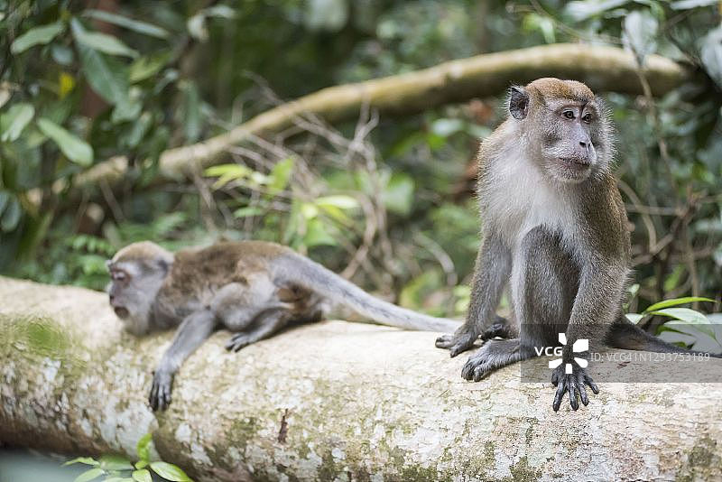 印度尼西亚北苏门答腊勒user国家公园武吉拉旺热带雨林中的长尾猕猴图片素材