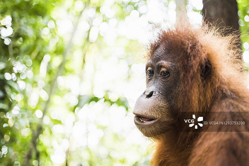 印度尼西亚苏门答腊丛林红毛猩猩图片素材