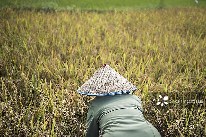 在印度尼西亚西苏门答腊武吉丁宜稻田里工作的农民图片素材