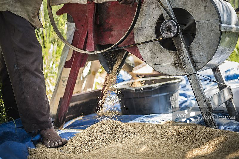 在印度尼西亚西苏门答腊巴东附近双溪槟榔的稻田中收割水稻图片素材
