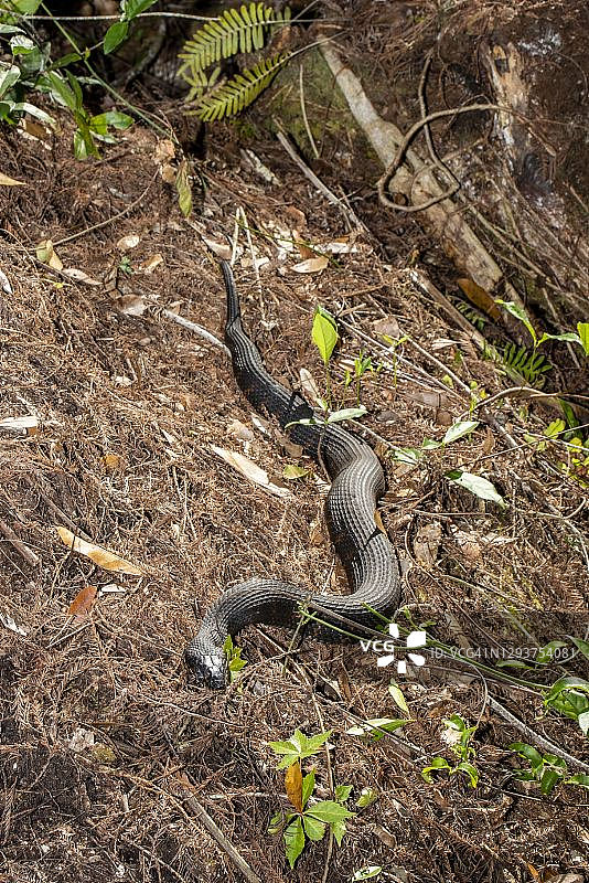 一条带状水蛇在 Everglades 的全身照片图片素材