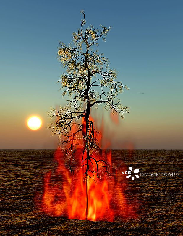 燃烧的孤独树图片素材