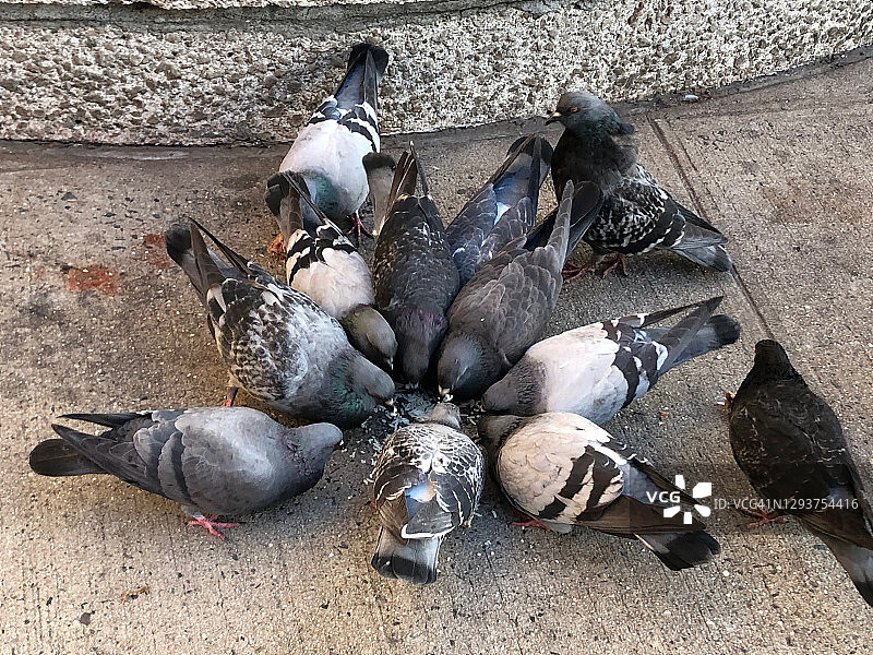 纽约市人行道上吃鸟食的鸽群图片素材