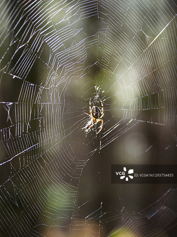 欧洲花园蜘蛛：鬼蛛图片素材