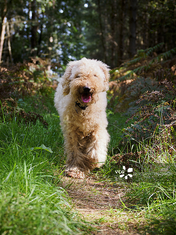 英国诺福克郡塞特福德森林中的拉布拉多犬图片素材