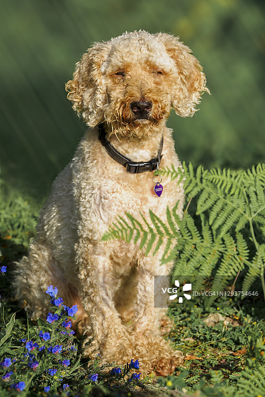 坐在阳光下的拉布拉多贵宾犬，英国图片素材