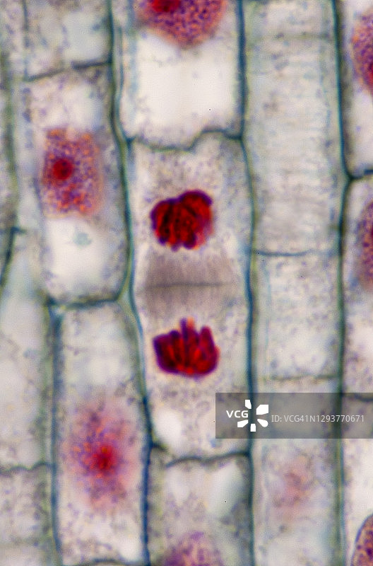 植物有丝分裂（末期和胞质分裂）：细胞板和子细胞，洋葱根尖，400倍图片素材