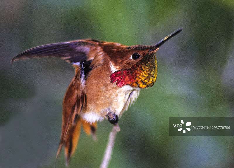 红棕蜂鸟（Selasphorus rufus），雄性，带明亮的喉咙（虹彩喉羽）图片素材